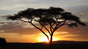 africa-tree