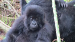 gorilla-baby