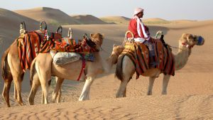 camels-dubai-desert
