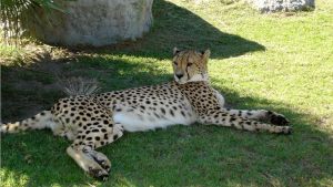 cheetah-preservation-spier-SA