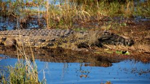 crocodile-botswana
