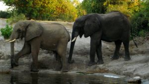 elephants-in-botswana