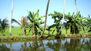 kerala-rice-fields
