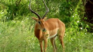 male-impala