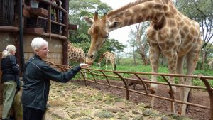 marney-feeding-giraffe