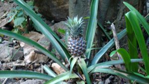 pinapple-in-thekededdy