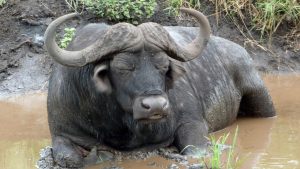richards-bay-african-buffalo