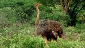 tsavo-ostrich