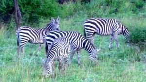 tsavo-zebras