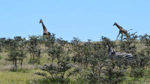 SAFARI-18