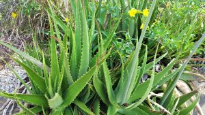 aloe-vera
