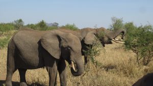 elephants-3