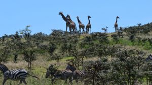 giraffe-1