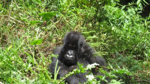 gorilla-2
