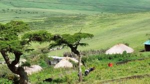 landscape-5