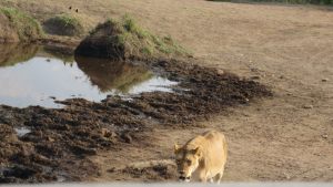 lioness-59