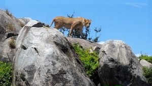 lioness