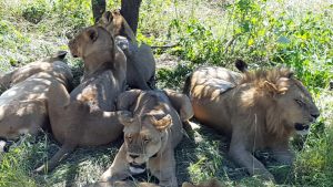lions-2