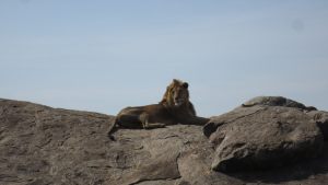 pride-rock