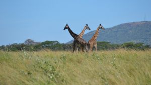 safari-13
