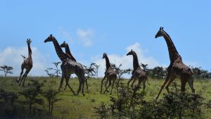 safari-1
