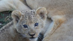 safari-2