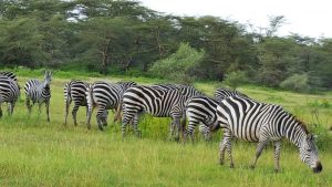 zebra-2