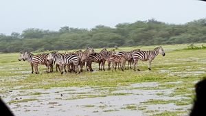 zebra