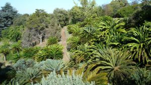 cape-town-botanical-garden