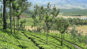 hills-of-kerala-2