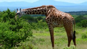 masai-giraffe