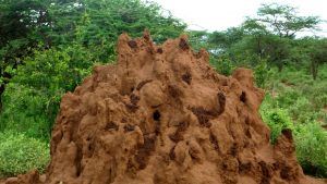 tsavo-ant-hill